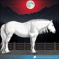 Horse Color:Gray White Spotted Silver Bay Sabino  and Gray White Spotted Silver Bay Sabino 