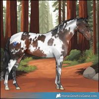 Horse Color:White Spotted Brown