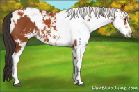 Horse Color:Bay Sabino and Silver Bay Sabino