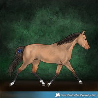 Horse Color:Bay Dun 