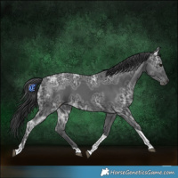 Horse Color:Black Ice Tobiano 