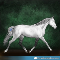 Horse Color:Gray Black Tobiano 