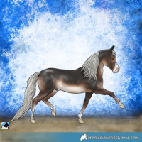 Horse Color:Liver Chestnut Mushroom Sabino Rabicano 