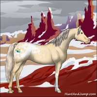 Horse Color:Palomino Dun Appaloosa 