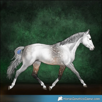 Horse Color:Gray Buckskin Tobiano 