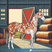 Horse Color:Bay Sabino  and Bay Sabino Appaloosa 