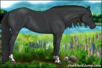 Horse Color:Black  and Black 