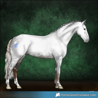 Horse Color:Gray White Spotted Chocolate Palomino