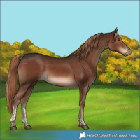 Horse Color:Liver Chestnut Tobiano 