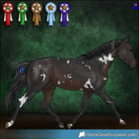 Horse Color:White Spotted Brown 