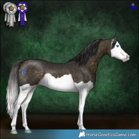 Horse Color:Buckskin Splash 