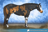 Horse Color:Buckskin  and Black Splash 