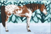 Horse Color:Bay Sabino and Bay Sabino Appaloosa