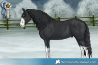 Horse Color:White Spotted Black