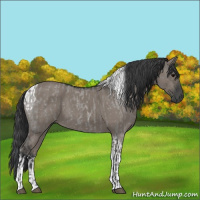 Horse Color:Grullo Roan Sabino and Grullo Sabino Tobiano