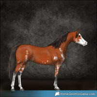 Horse Color:Bay Sabino  and Bay Sabino 