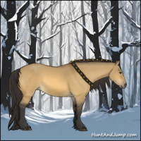 Horse Color:Buckskin Dun 
