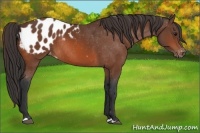 Horse Color:Bay Appaloosa Rabicano 