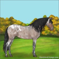 Horse Color:Brown Ice Roan Appaloosa 