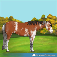 Horse Color:Bay Sabino  and Bay Sabino 