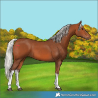 Horse Color:White Spotted Silver Bay 