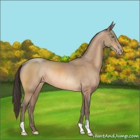 Horse Color:Amber Champagne Varnish Rabicano 