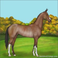 Horse Color:Bay Rabicano 