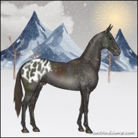 Horse Color:Smoky Black Appaloosa Rabicano