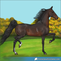 Horse Color:Brown Sabino 