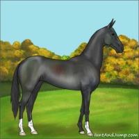Horse Color:Black 