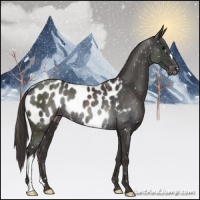 Horse Color:Smoky Black Blanket Rabicano 