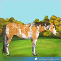 Horse Color:Buckskin Sabino  and Buckskin Sabino 
