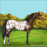 Horse Color:Bay Appaloosa 