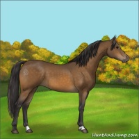 Horse Color:Buckskin 