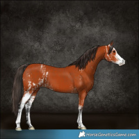 Horse Color:Bay Sabino  and Bay Sabino 