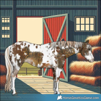 Horse Color:White Spotted Chocolate Palomino Sabino and Silver Buckskin Sabino Tobiano