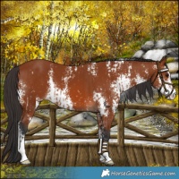 Horse Color:Bay Sabino  and Bay Sabino 