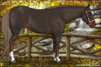 Horse Color:Liver Chestnut  and Liver Chestnut 