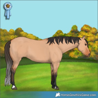 Horse Color:Bay Dun