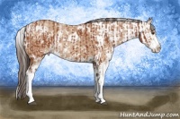 Horse Color:Bay Sabino  and Amber Champagne Sabino 