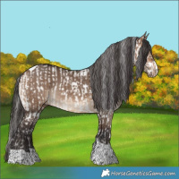 Horse Color:Liver Red Dun Splash Tobiano Appaloosa  and Bay Dun Tobiano Rabicano 