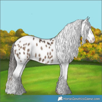 Horse Color:Liver Red Dun Sabino Appaloosa Brindle 