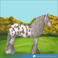 Horse Color:Liver Red Dun Appaloosa 