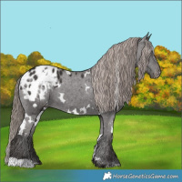 Horse Color:White Spotted Liver Chestnut Appaloosa 