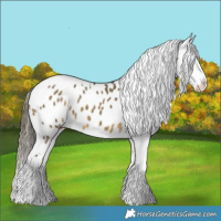 Horse Color:Buckskin Dun Tobiano Appaloosa 