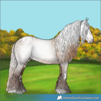 Horse Color:Gray White Spotted Liver Red Dun Appaloosa 
