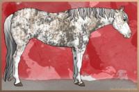Horse Color:Liver Red Dun Sabino  and Grullo Sabino 