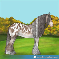 Horse Color:White Spotted Liver Red Dun Appaloosa 