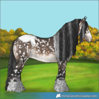 Horse Color:Brown Dun Appaloosa Brindle 