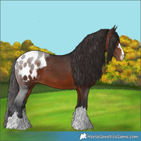 Horse Color:Brown Appaloosa 